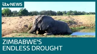Zimbabwe's National Parks are 'graveyards' due to drought | ITV News