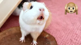 Guinea Pig MEGA Squeak and Noises Compilation