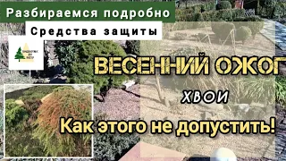 Как ЗАЩИТИТЬ хвойные от СОЛНЕЧНЫХ ОЖОГОВ ? Реанимация хвойных растений получившие весенний ожог.