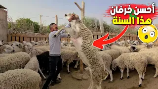 قبل عيد الاضحى أحسن كوري للغنم هذه انواع الأعلاف التي يقدمها زهير لاكباشه اثمنة الحولي قرب ( رسلان )