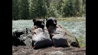 Idaho Spring Bear 2022 ( 2 Bears DOWN! Both Shots Captured on camera! )