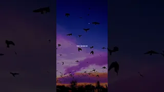 SNAP - ROSA LINN / english lyrics aesthetic whatsapp status 🤍