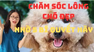 Tôi đã chăm sóc lông chó đẹp nhờ 5 bí quyết từ phu spa grooming