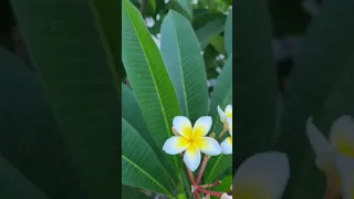 Greece flowers #forest #uppbeat #lovestory #memories #summer #travel #hyperlapse #sunset