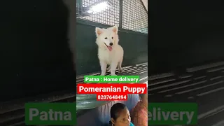 Pomeranian puppy : Home  Patna. Super cute puppy 😍 #pomeranian