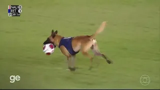 Cão policial invade campo e rouba bola na final do Campeonato Pernambucano