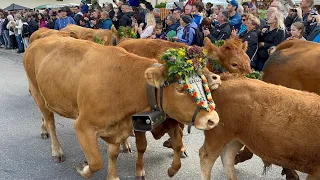 2022 Germany 🇩🇪 - Watching the Cows Come Home in Oberried & a stop in Freiburg im Breisgau