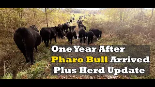 One Year After Pharo Bull Arrived And Cow/Calf Herd Update