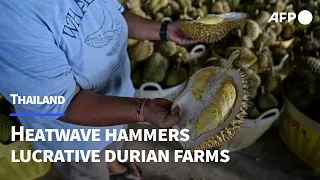 Heatwave hammers Thailand's stinky but lucrative durian farms | AFP