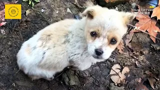 Puppy Crying Alone by the Road Turns Out to Be Incredibly Well-Behaved After Being Brought Home