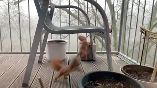 Eichhörnchen - Wenn der Nachbar beim Essen stört