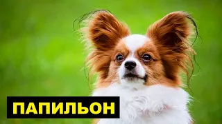 Папильон плюсы и минусы породы | Собаководство | Порода собак Папильон