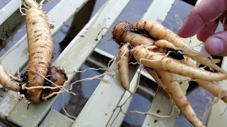 True Mandrake Roots - Grown from seeds! (Mandragora Turcomanica)