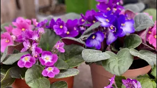 6 AFRICAN VIOLET GROWING TIPS🌸HOW TO CARE FOR AFRICAN VIOLETS AND WHY YOU SHOULD GROW THEM🙌