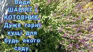 ШАВЛІЇ і КОТОВНИК супер квіти для саду#цветник#дача#шалфей#шавлі#шалфейдубравний#цветы#квіти#сад