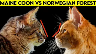Maine Coon Vs Norwegian Forest Cat - How To Identify Them