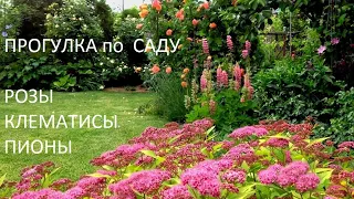 САД в  мае!!!  Зацветают РОЗЫ, да как ОБИЛЬНО!!! Прогулка по майскому саду просто РЕЛАКС