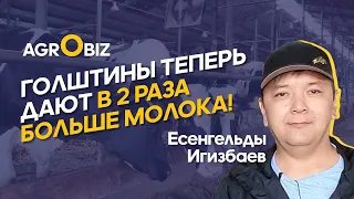 Секретный рацион голштинов, генетика и содержание КРС в OLZHA AGRO