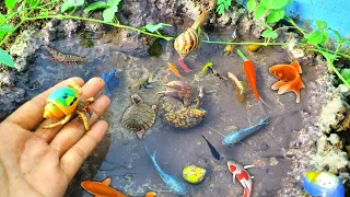 Menangkap lkan Glofish, lkan Mas Koki, lkan Molly, lkan Memphis, Ikan Lemon, lkan lele,bebek 07