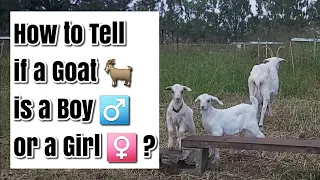 How to tell if a Goat Baby is a Boy or a Girl and What is it Called