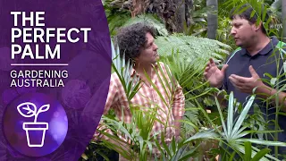 Picking the perfect palm tree | Plant profile | Gardening Australia