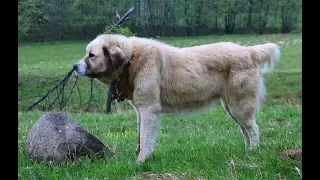 Câine uriaș la stâna lui Adrian din Budești | Maramureș - video 2019