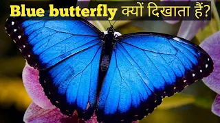 BLUE BUTTERFLY MEANING IN TWIN FLAME JOURNEY,BLUE BUTTERFLY KYO DIKHTA HAI,@diviine_twinflame