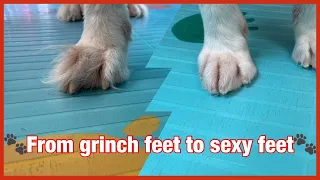 🐾 🐶 3 Different ways to trim your dog’s feet like a professional 🐾🐶