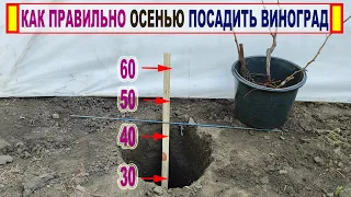 🍇 Как БЕЗОШИБОЧНО ПОСАДИТЬ САЖЕНЕЦ ВИНОГРАДА на постоянное место ОСЕНЬЮ и укрыть его на зиму.