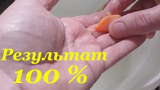 Как правильно сцедить икру у тернеции 100%-й результат