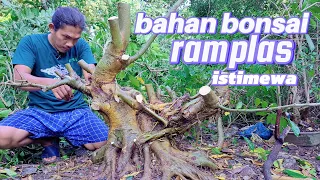 program bahan bonsai ramplas jumbo & istimewa #bonsai #bonsaipemula #ficus #pesonabonsai #fyp