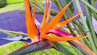 Meditation: Orange Bird of Paradise