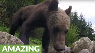 Hidden camera captures wild brown bears in Transylvania