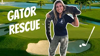 GOLF COURSE GATOR RESCUE!