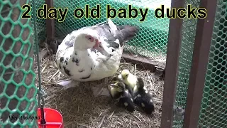 Newly hatched baby ducks, and mom with a plan.