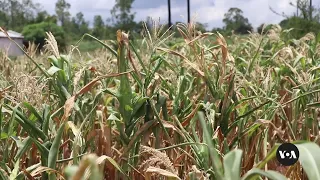 Malawi farmers learn food diversification to curb hunger