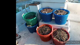 Shrimping on the F/V Hannah Scott