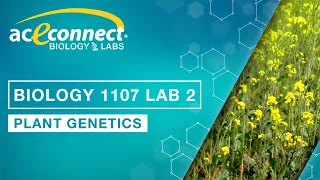 Biology Lab || Plant Genetics