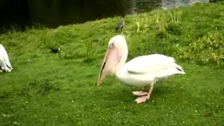 Pelican Eats Pigeon