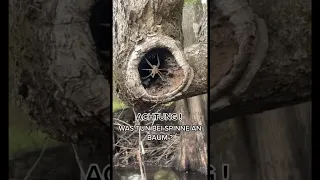 Spinne auf Baum 🌳🕷️😱 #trending #animal #tiere #tierliebe #spinne #nature