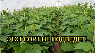 Лучший гибрид огурца для тепличного бизнеса!