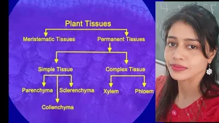 worksheet 45 science 9th class English medium Parenchyma tissues 16th October