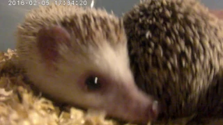 Hedgehogs 070 Female in the Alpha male cage. Hedgehog mating sounds part 8