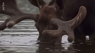 Les USA sauvages en quatre saisons - Été Arte 2020 10 22 12 03