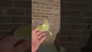 Luna Moth won't leave my hand