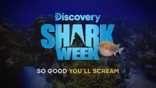 So Good You’ll Scream: Shark Week Starts Sunday, July 28!