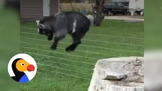 GOAT PARKOUR 2017 | The Dodo