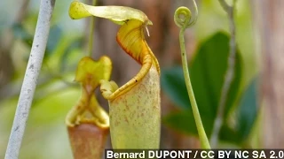 How Carnivorous Pitcher Plants Trap Their Prey