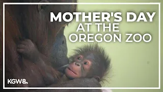 Celebrating an orangutan mom for Mother's Day at the Oregon Zoo