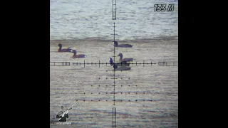 Air rifle Duck hunting with corrected shot technique